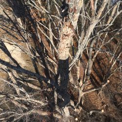 Dan Brown Tree