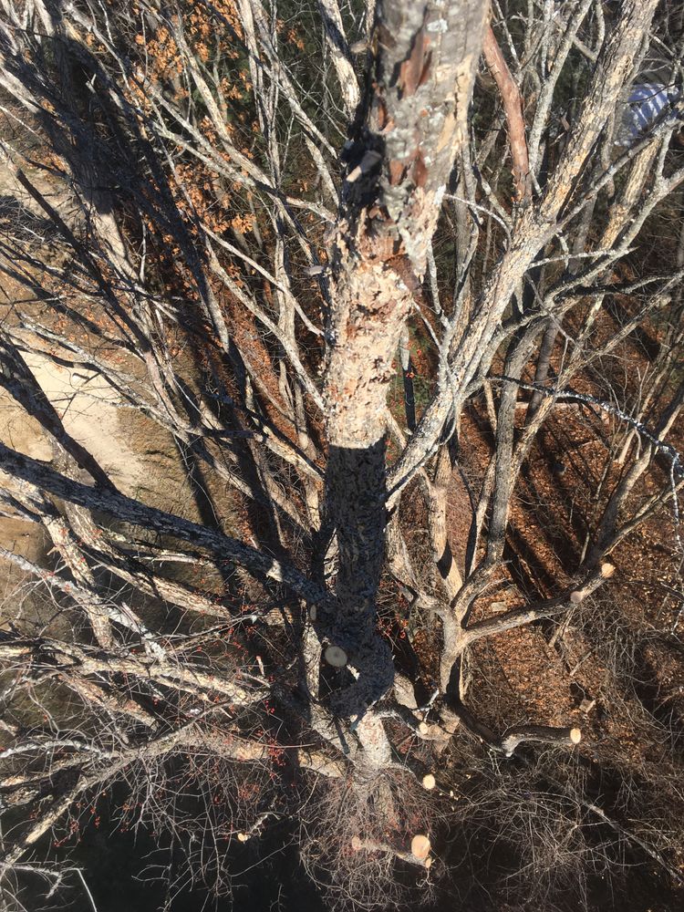 Dan Brown Tree - tree service in Mont Vernon, NH
