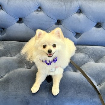 Mimo - University Heights - Our Pomeranian princess after a fresh wash and trim. So cute and so clean! - Pet Groomers Near Me - San Diego, California Mimo - University Heights - Our Pomeranian princess after a fresh wash and trim. So cute and so clean! - Pet Groomers Near Me - San Diego, California