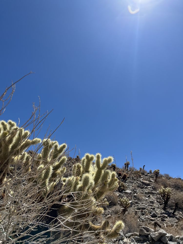 Mojave Desert Logo