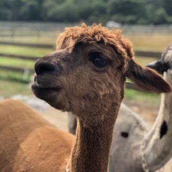 Island Alpaca - Summer walk is at 9:30 am, it's too hot for the 2 pm walk & the females don't want to walk. Call a day in advance to book. - Knitting Supplies Near Me - Oak Bluffs, Massachusetts
