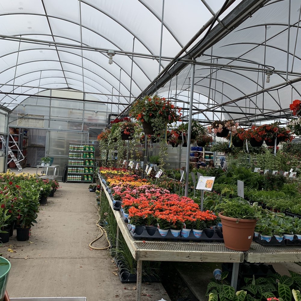 Milaeger's - Begonia love - Nurseries & Gardening Near Me - Racine, Wisconsin Milaeger's - Begonia love - Nurseries & Gardening Near Me - Racine, Wisconsin