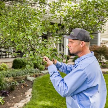 SpringGreen - a man trimming a tree - Tree Services Near Me - Niles, Michigan SpringGreen - a man trimming a tree - Tree Services Near Me - Niles, Michigan