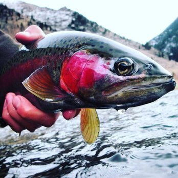 The StoneFly Fly Shop - Fishing Near Me - Butte, Montana The StoneFly Fly Shop - Fishing Near Me - Butte, Montana