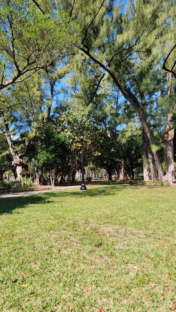 Pine Tree Park Image