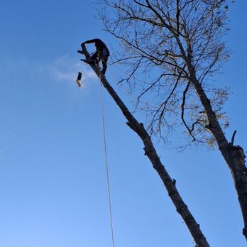 Super Affordable Tree Service - Tree Services Near Me - Charleston, South Carolina Super Affordable Tree Service - Tree Services Near Me - Charleston, South Carolina
