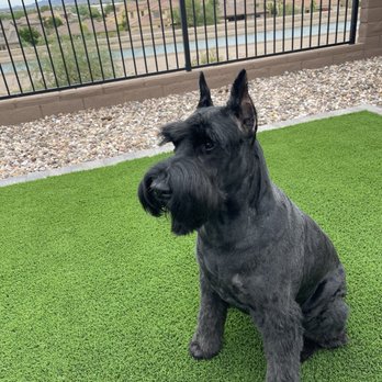 Poshy Paws - Pet Groomers Near Me Poshy Paws - Pet Groomers Near Me