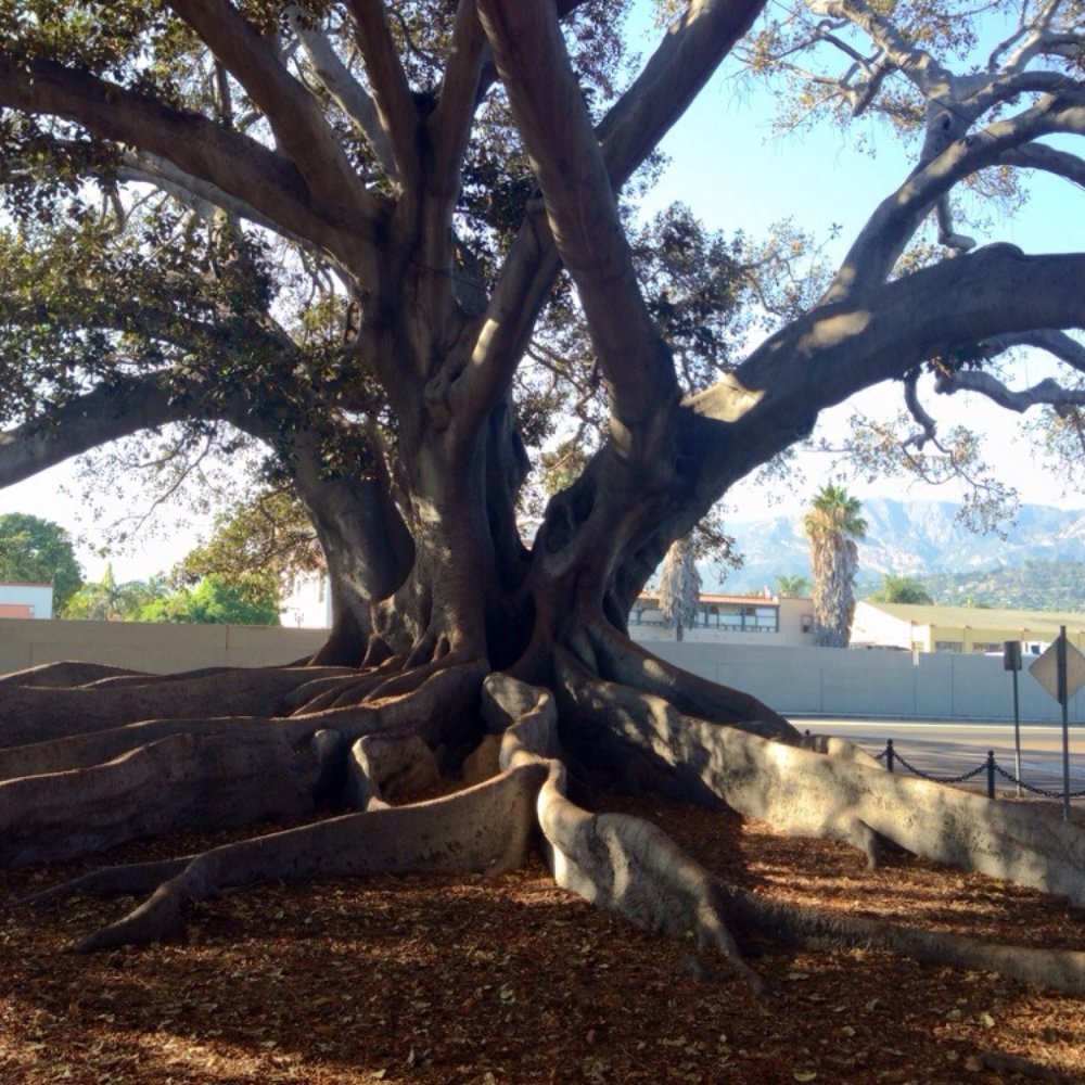 Moreton Bay Fig Tree Park - Huge roots of this tree over 100 years old - Parks Near Me - Santa Barbara, California Moreton Bay Fig Tree Park - Huge roots of this tree over 100 years old - Parks Near Me - Santa Barbara, California