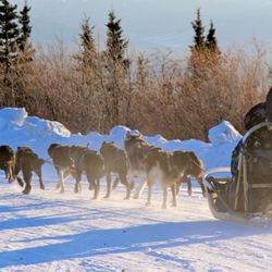 Denali Dome Home Bed & Breakfast - Denali Park Activities - Winter Dog Sled Tours