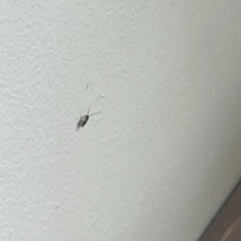 Brigs at the Park Restaurant - A roach on the wall at the front - Breakfast & Brunch Near Me - Durham, North Carolina
