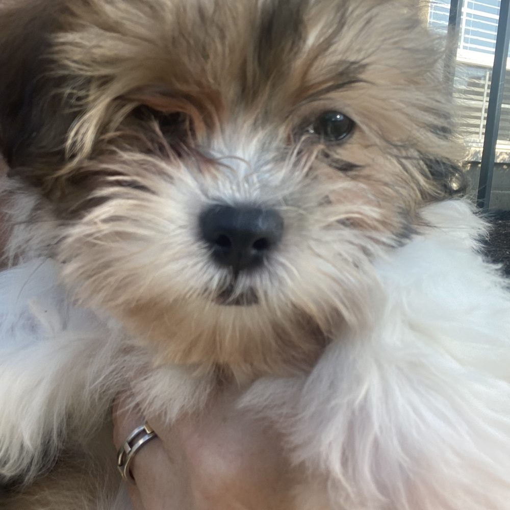 Coldwater Kennel - Stella ! - Pet Stores Near Me - Greene, Iowa Coldwater Kennel - Stella ! - Pet Stores Near Me - Greene, Iowa