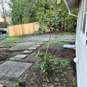 Felix’s Landscape - a tree planted in a yard - Landscaping Near Me