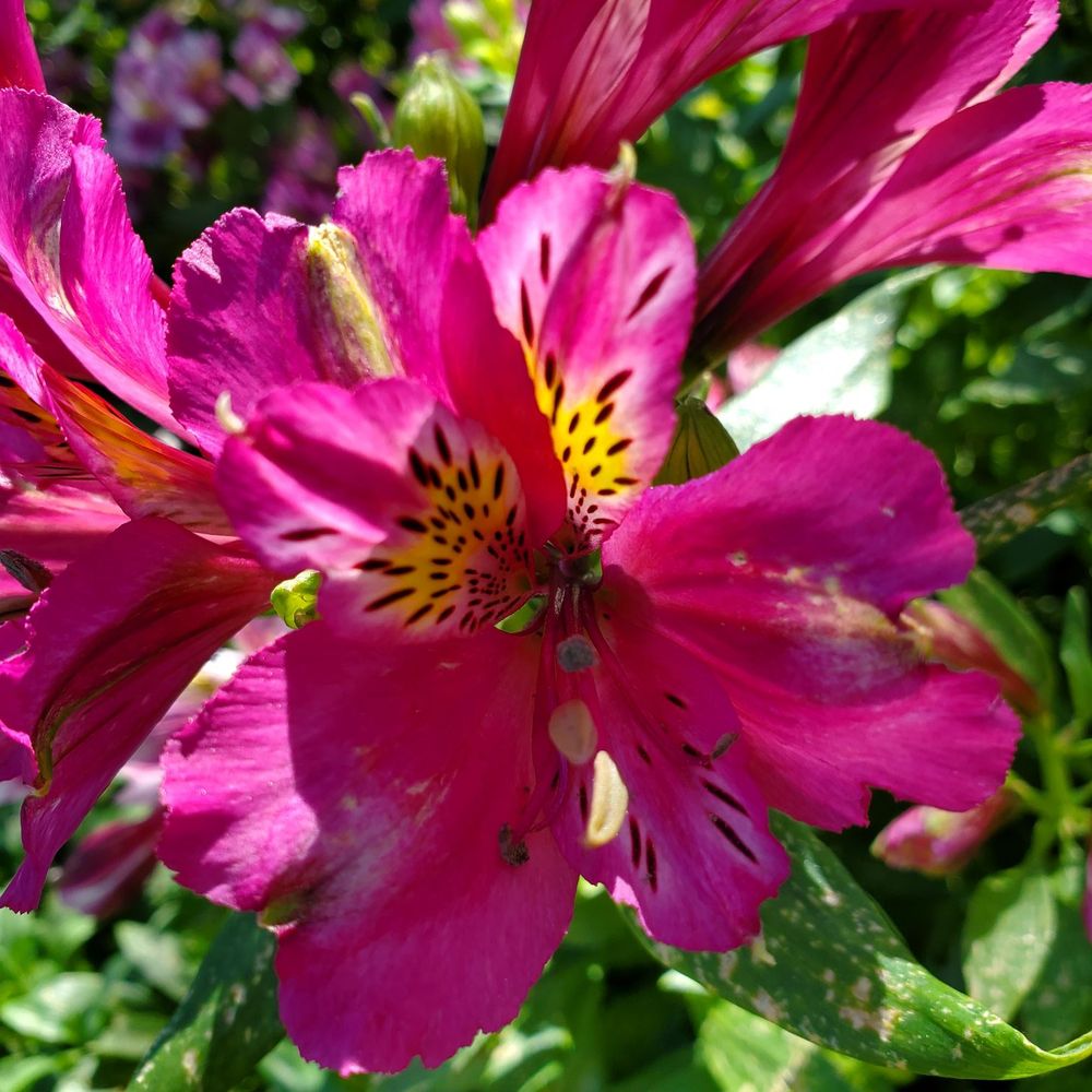 UCR Botanic Gardens - Peruvian Lily - Botanical Gardens Near Me - Riverside, California UCR Botanic Gardens - Peruvian Lily - Botanical Gardens Near Me - Riverside, California