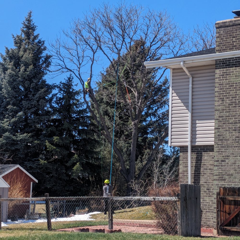 5280 Trees - Just starting. - Tree Services Near Me