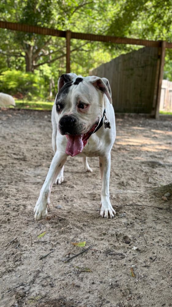 Dog River Retreat - pet boarding facility in Douglasville, GA