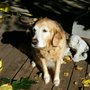 Photo of Pet Pals