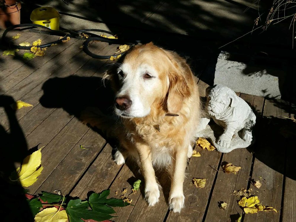 Pet Pals - pet boarding facility in Sacramento, CA
