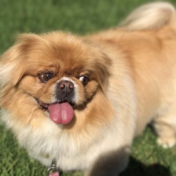 The Dog Zone - Pet Groomers Near Me - Monrovia, California The Dog Zone - Pet Groomers Near Me - Monrovia, California