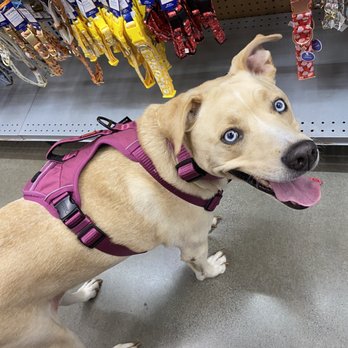 PetSmart Grooming - Trying on dog harnesses and collars. - Pet Training Near Me - CARTERSVILLE, Georgia