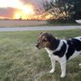 Photo of Fox Ridge Veterinary Clinic