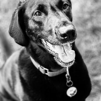 Wags and Whiskers - Rylee! - Pet Sitting Near Me Wags and Whiskers - Rylee! - Pet Sitting Near Me