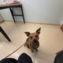 Arroyo Animal Clinic