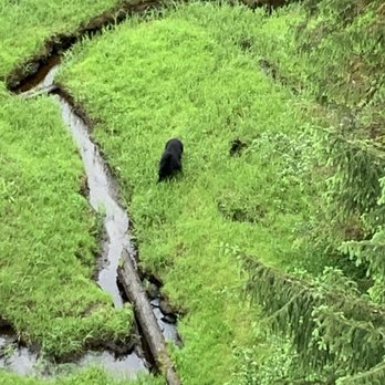 Alaska Canopy Adventures - Bear - Tours Near Me - Ketchikan, Alaska Alaska Canopy Adventures - Bear - Tours Near Me - Ketchikan, Alaska
