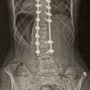 Photo of Newton Peter O MD