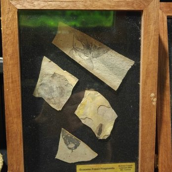 Fantescapes - Fossils in our boutique - Escape Games Near Me - Guelph, Ontario Fantescapes - Fossils in our boutique - Escape Games Near Me - Guelph, Ontario