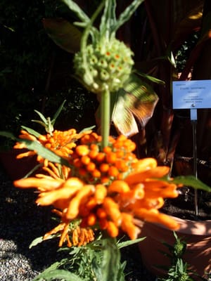 Trauttmansdorff Gärten by null