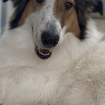 Elizabeth's Pet Sitting - Raine - Pet Sitting Near Me - Davis, California