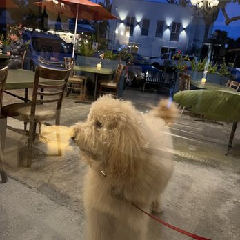 Lupi Vino Cucina Bar - fluffy dog outside - Italian Near Me - La Jolla, California Lupi Vino Cucina Bar - fluffy dog outside - Italian Near Me - La Jolla, California