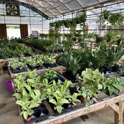 Suburban Plants - Part of the houseplants offered.