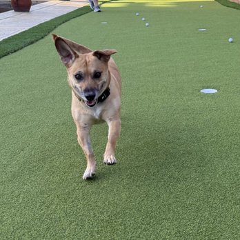 Ruff n Tuff Turf - Artificial Turf Near Me - Irvine, California