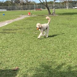 Hilltop Dog Park - A very happy Goldendoodle.