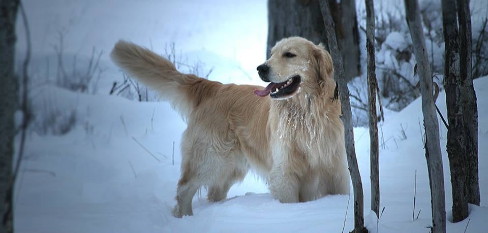 Paran Tree Kennel - pet boarding facility in Mica, WA