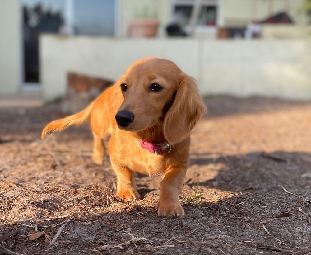 Diva's Doggie Dude Ranch Image