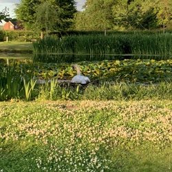 The Moat House Hotel & Restaurant - Hotel's swans