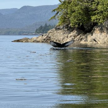 Whales and Lunch - Tail - Boat Tours Near Me - Ketchikan, Alaska Whales and Lunch - Tail - Boat Tours Near Me - Ketchikan, Alaska