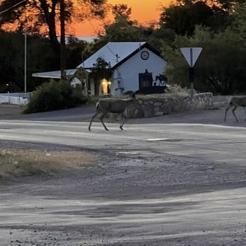 Allen Street Inn - Wildlife close by to watch - Hotels Near Me - Tombstone, Arizona Allen Street Inn - Wildlife close by to watch - Hotels Near Me - Tombstone, Arizona