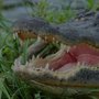 Photo of Airboat Rides Florida Everglades