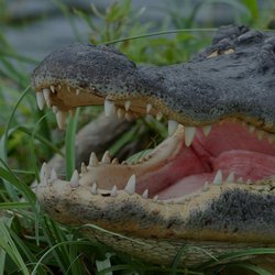 Airboat Rides Florida Everglades