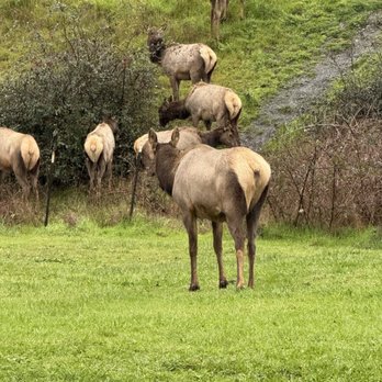 The Historic Requa Inn Restaurant - Elk we saw just down the road. - New American Near Me - Klamath, California The Historic Requa Inn Restaurant - Elk we saw just down the road. - New American Near Me - Klamath, California