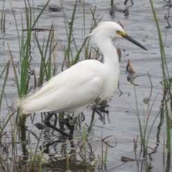 Cameron Prarie National Wildlife Refuge - Snowy Egret