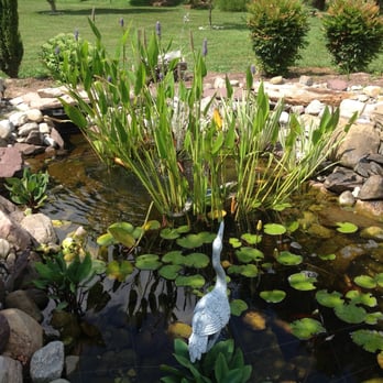 Kerr Landscaping - a bird in a pond with lily pads - Landscaping Near Me Kerr Landscaping - a bird in a pond with lily pads - Landscaping Near Me