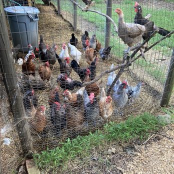 Stonefield Cellars Winery - Chickens...eggs available for sale in the tasting room - Wineries Near Me - Stokesdale, North Carolina