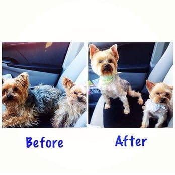 Carousel Pet Grooming - Can you tell the difference? - Pet Groomers Near Me - Rancho Cucamonga, California Carousel Pet Grooming - Can you tell the difference? - Pet Groomers Near Me - Rancho Cucamonga, California