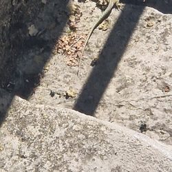 La Citadelle de Dinant