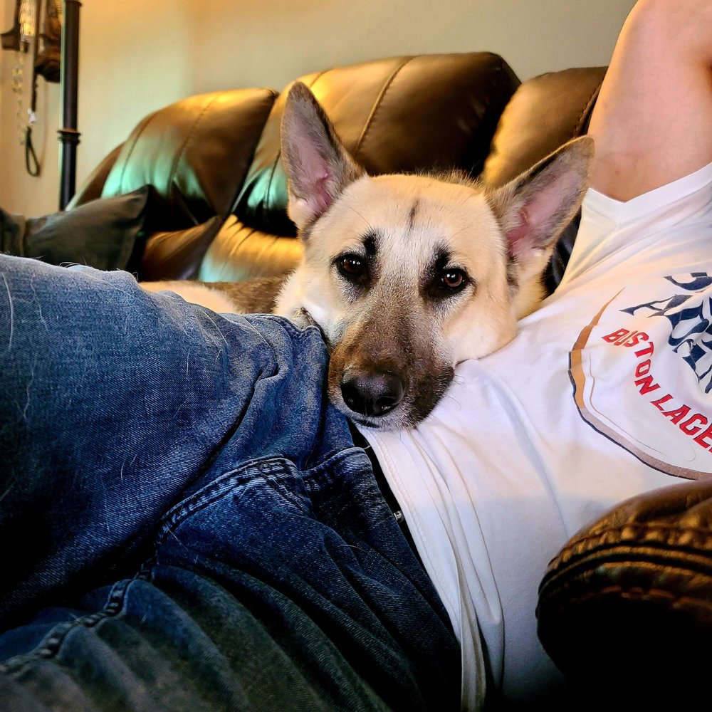Pfister Animal Hospital - pet boarding facility in West Chester, OH