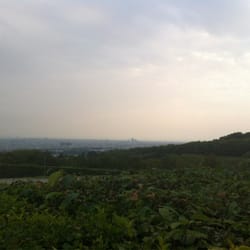 Wiese am Cobenzl - Wien von oben